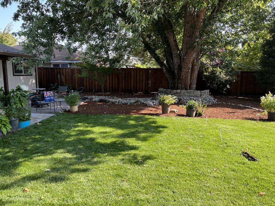 Lawn in sun and shade