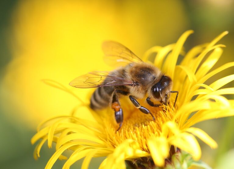 Attract Pollinators - honeybees