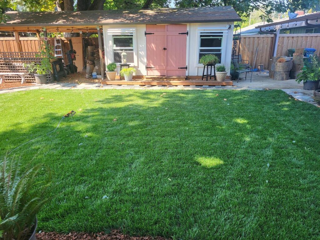 Healthy lawn and plants